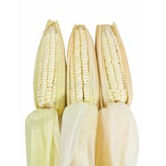 新鲜玉米 每个