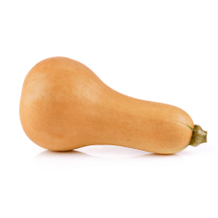 Fresh Butternut Squash per pc